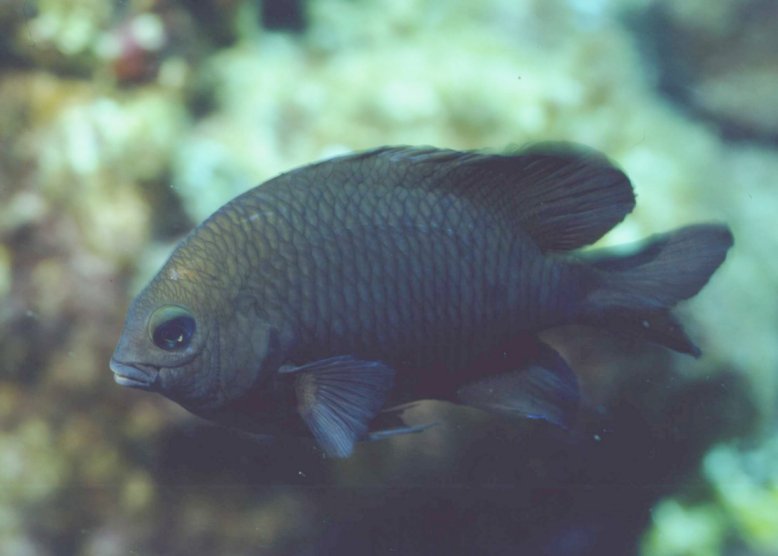 � Dr. Werner Steinert