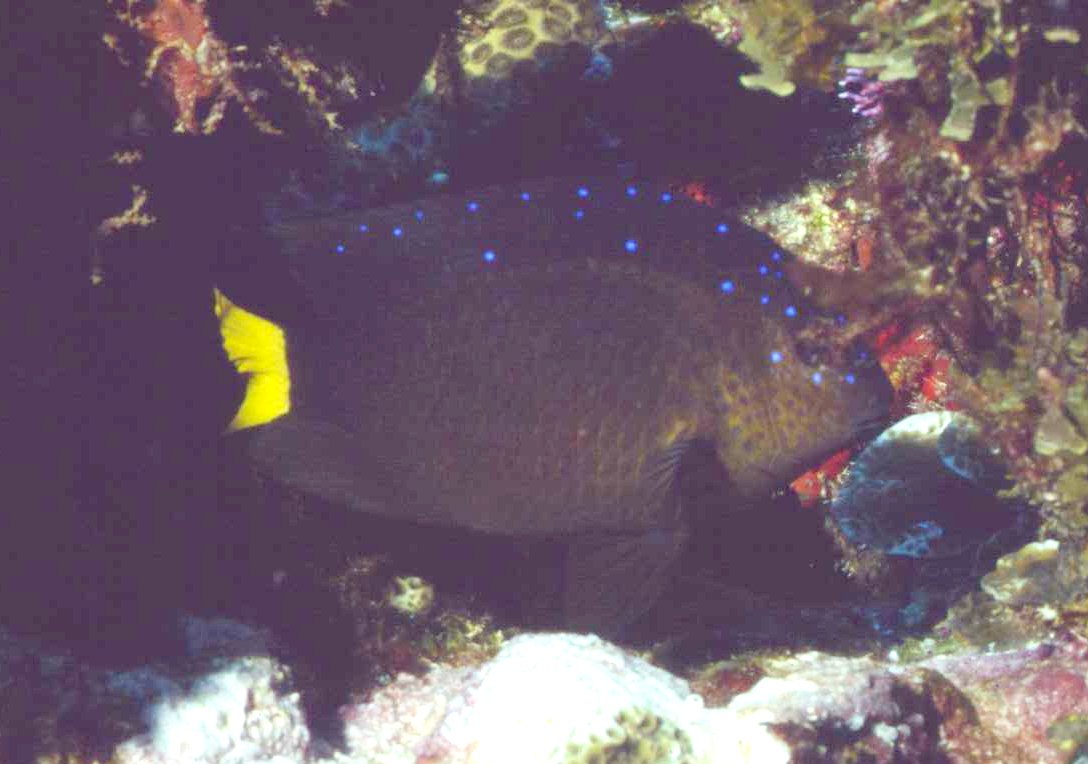 � Dr. Werner Steinert