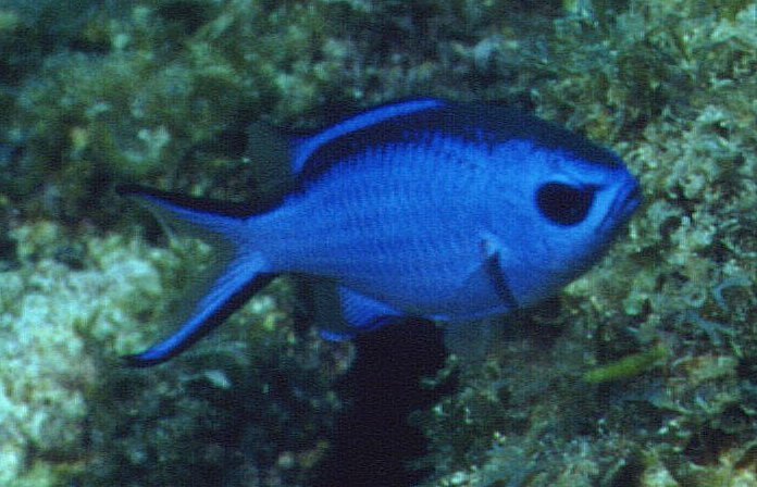 � Dr. Werner Steinert