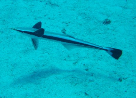 � Dr.Werner Steinert