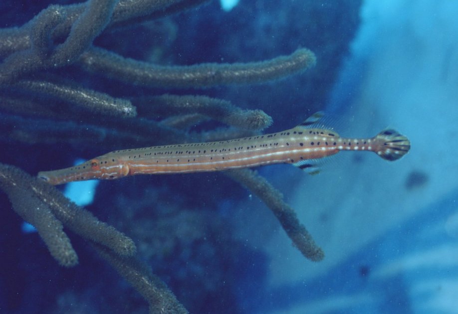 � Dr.Werner Steinert