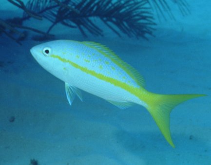 � Dr.Werner Steinert