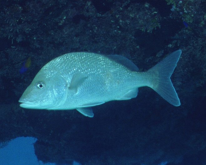 � Dr.Werner Steinert