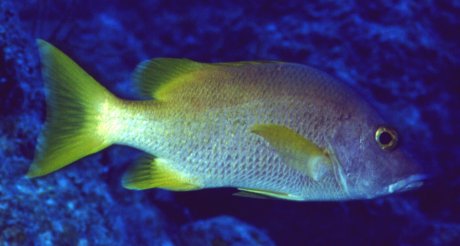 � Dr.Werner Steinert