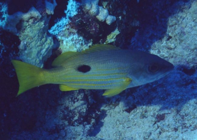 � Dr.Werner Steinert