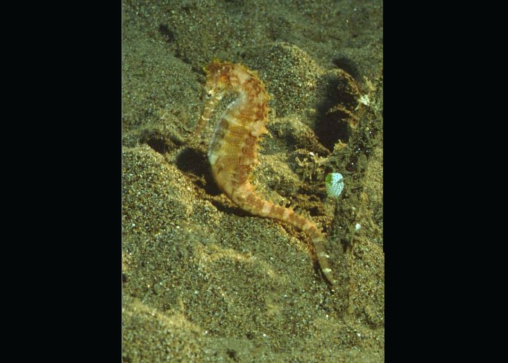 � Dr.Werner Steinert