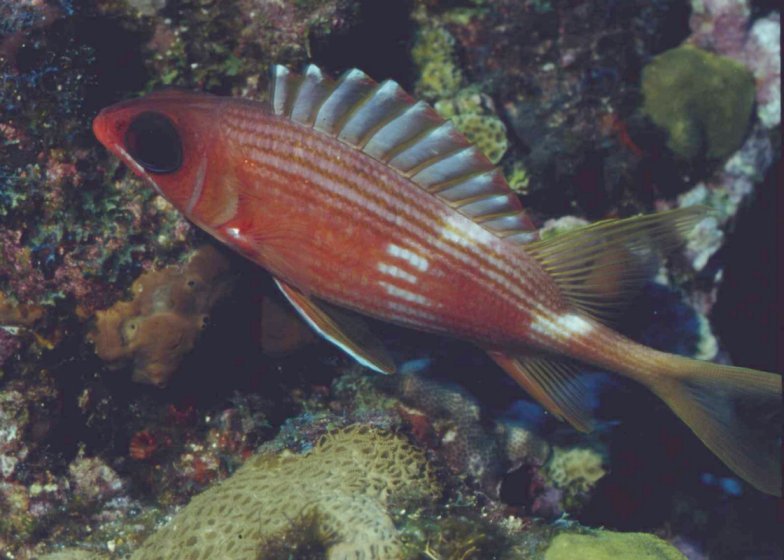 � Dr. Werner Steinert