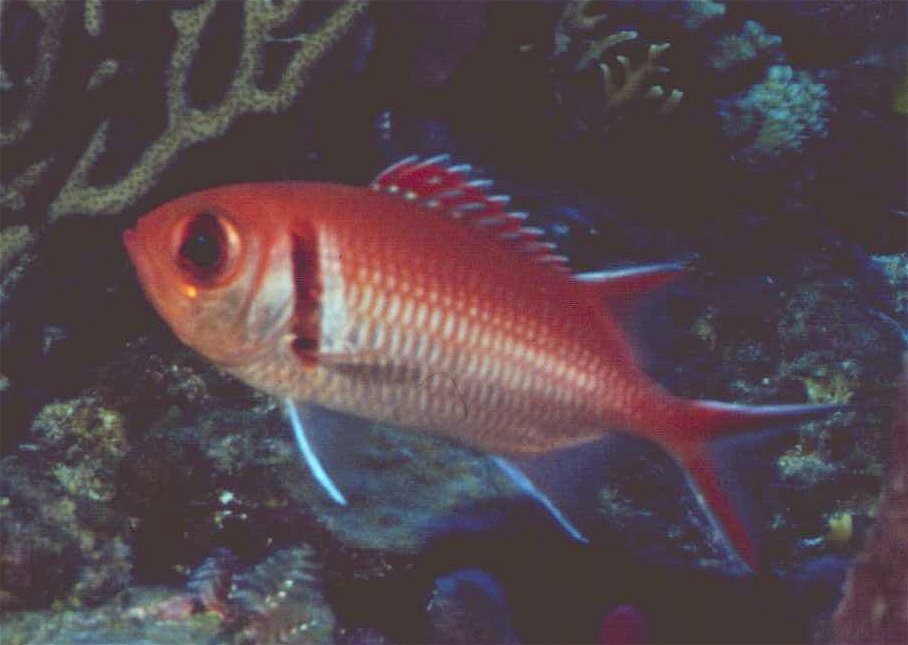 � Dr.Werner Steinert