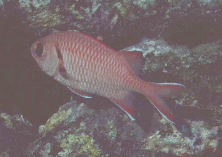 � Dr. Werner Steinert