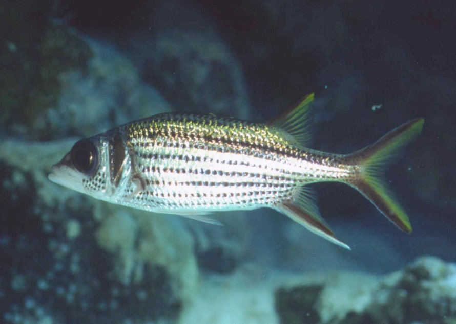 � Dr.Werner Steinert