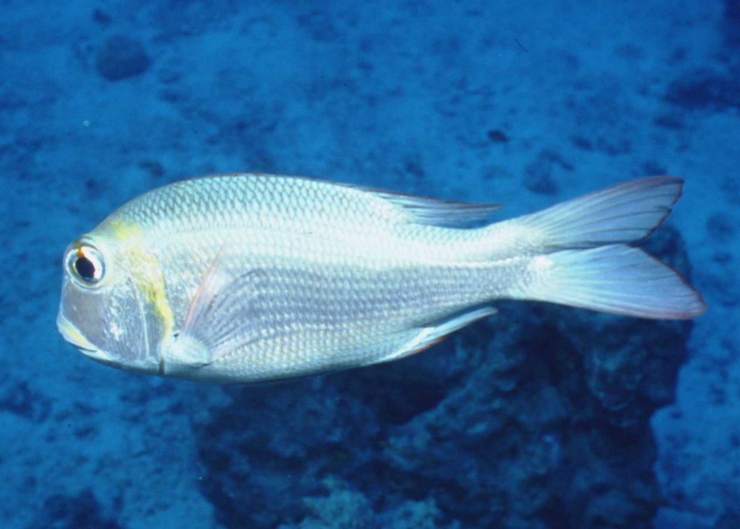 � Dr.Werner Steinert