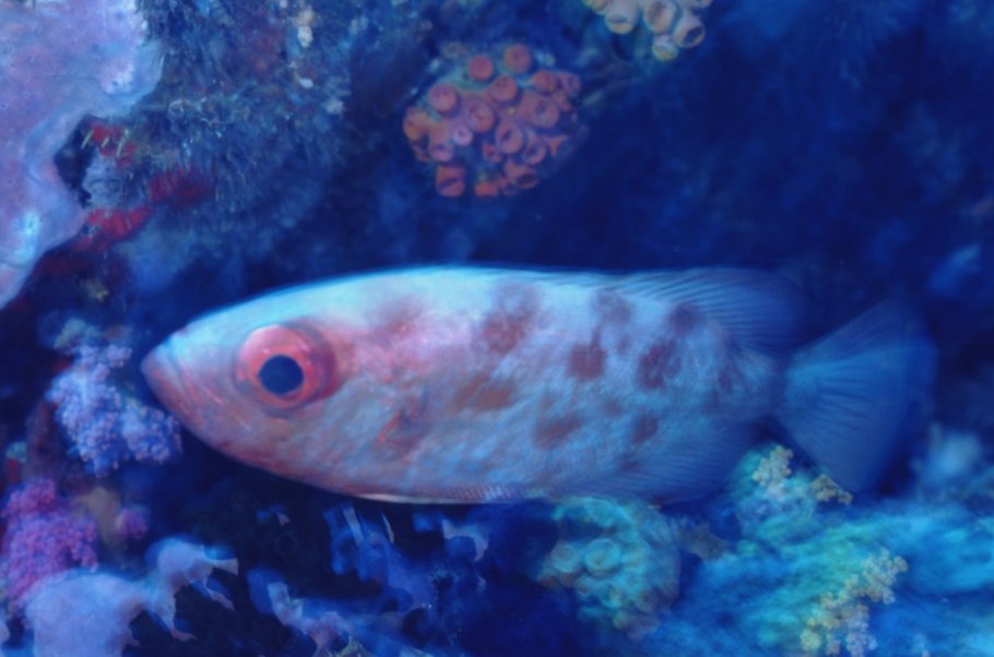 � Dr.Werner Steinert