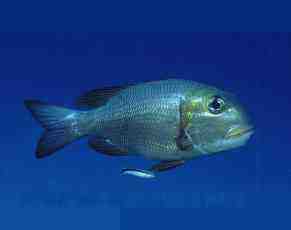 � Dr.Werner Steinert