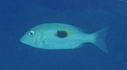 � Dr.Werner Steinert