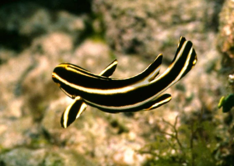 � Dr.Werner Steinert