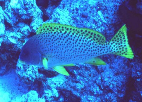 � Dr. Werner Steinert