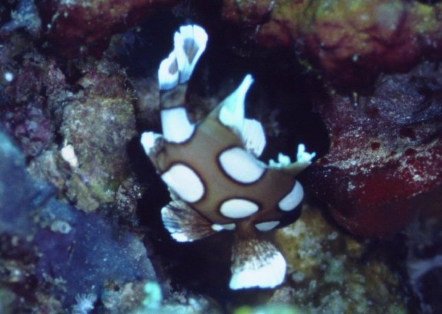 � Dr.Werner Steinert