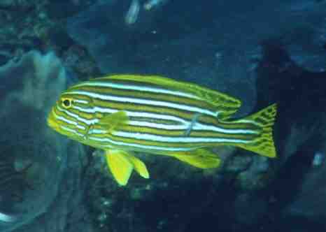 � Dr.Werner Steinert