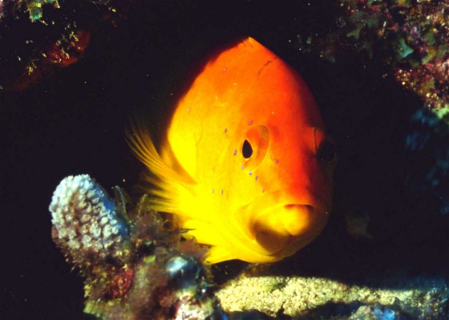 � Dr.Werner Steinert