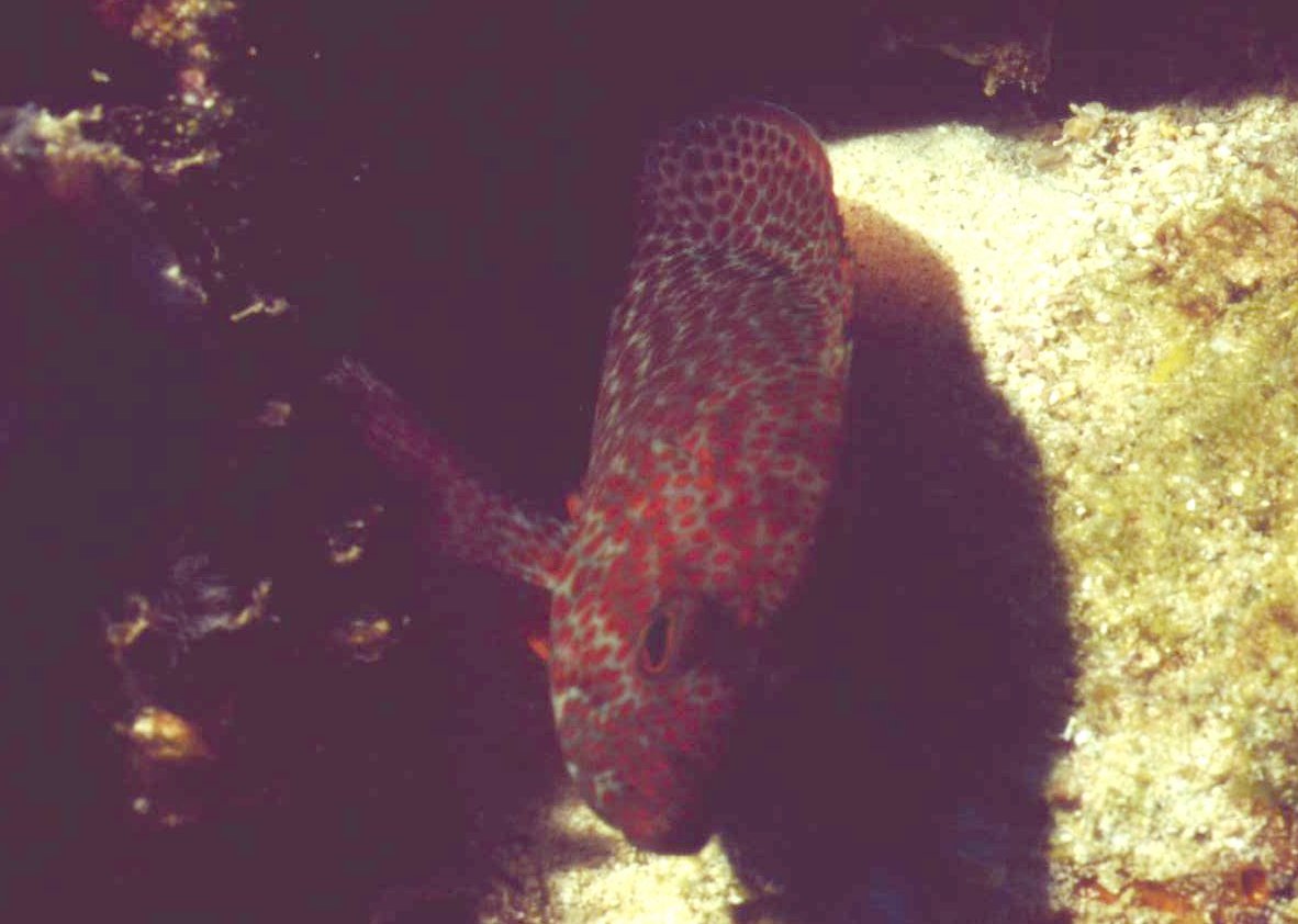 � Dr.Werner Steinert