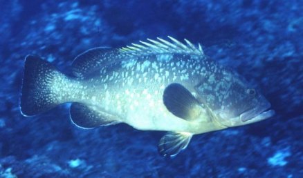 � Dr.Werner Steinert