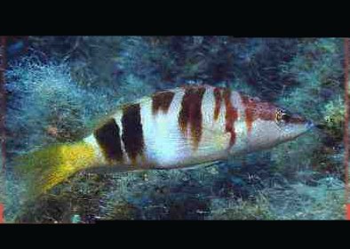 � Dr.Werner Steinert