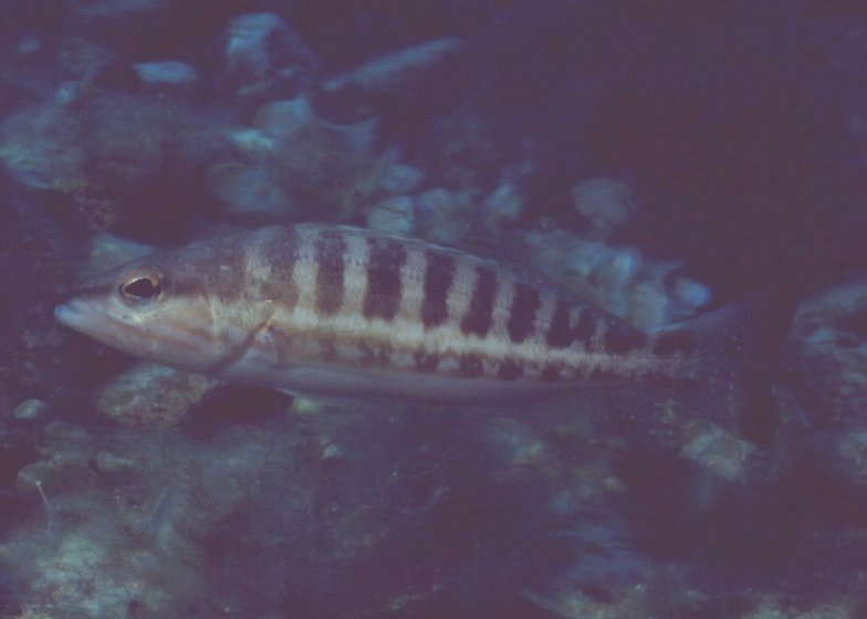 � Dr.Werner Steinert