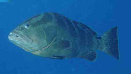 � Dr.Werner Steinert