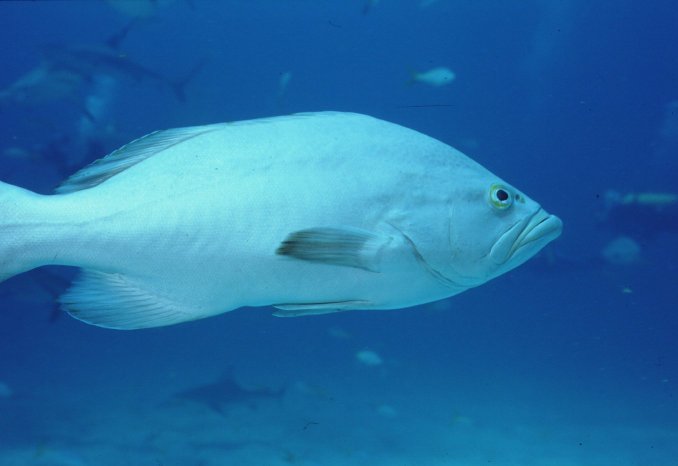 � Dr.Werner Steinert