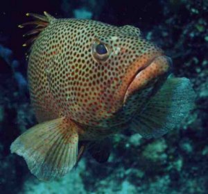 � Dr.Werner Steinert