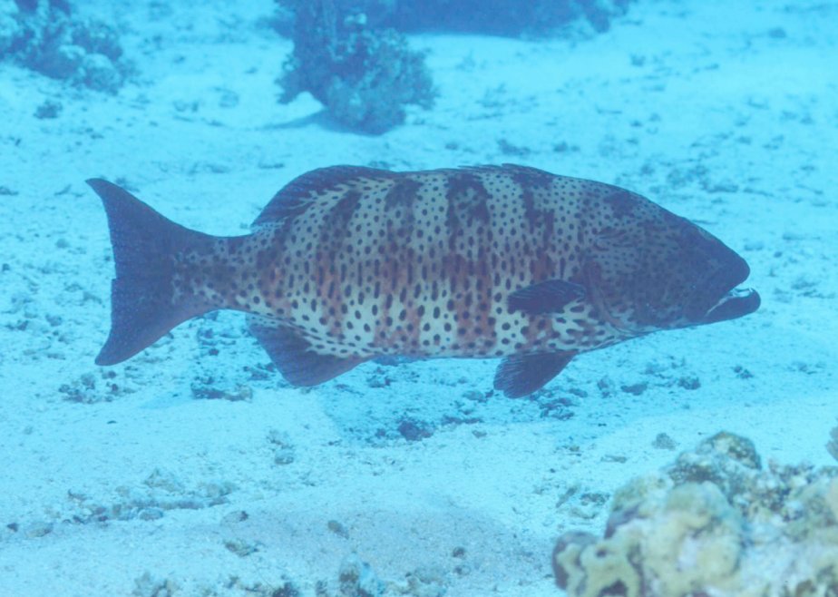 � Dr.Werner Steinert