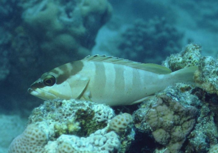 � Dr.Werner Steinert