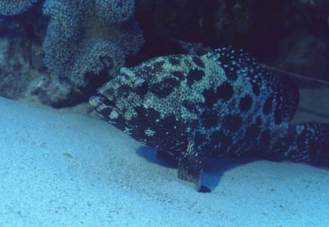 � Dr.Werner Steinert