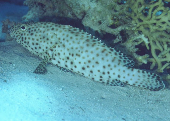 � Dr.Werner Steinert