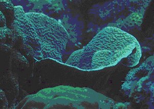 � Dr. Werner Steinert