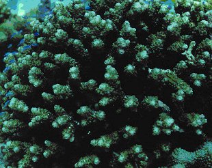 � Dr. Werner Steinert