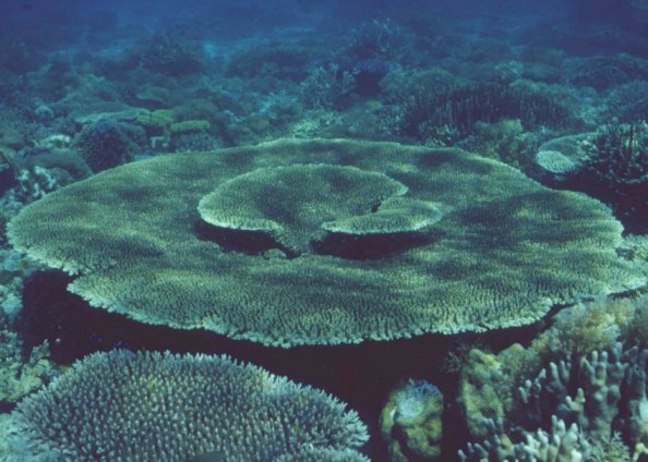 � Dr.Werner Steinert