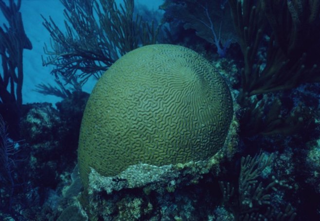 � Dr.Werner Steinert