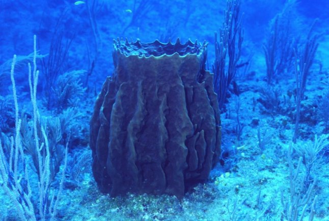 � Dr. Werner Steinert