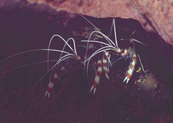 � Dr. Werner Steinert