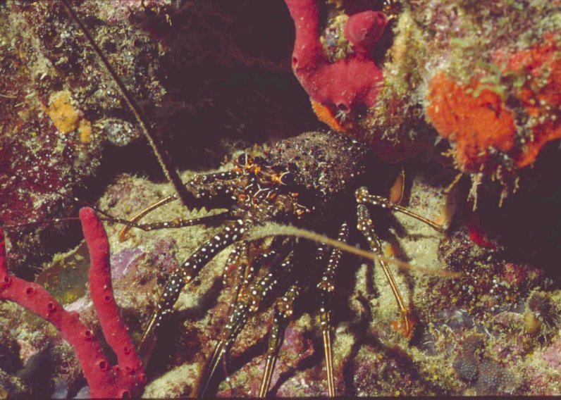 � Dr. Werner Steinert