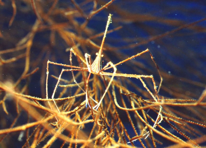 � Dr. Werner Steinert