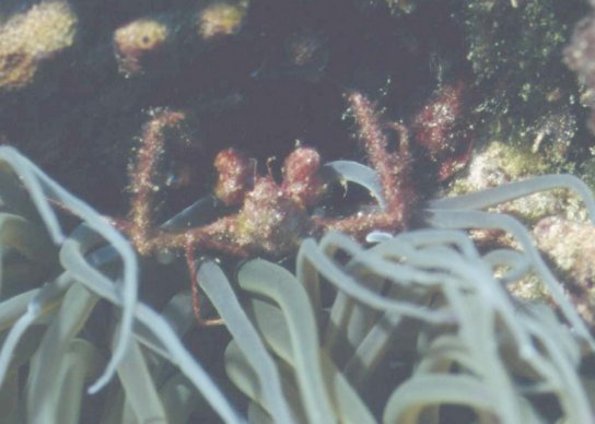 � Dr. Werner Steinert