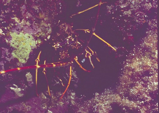 � Dr. Werner Steinert