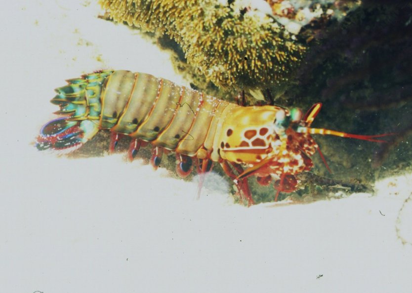 � Dr.Werner Steinert