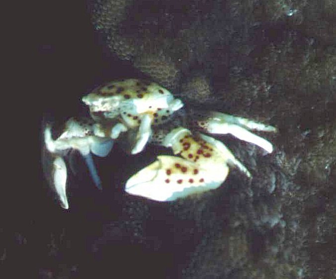 � Dr. Werner Steinert