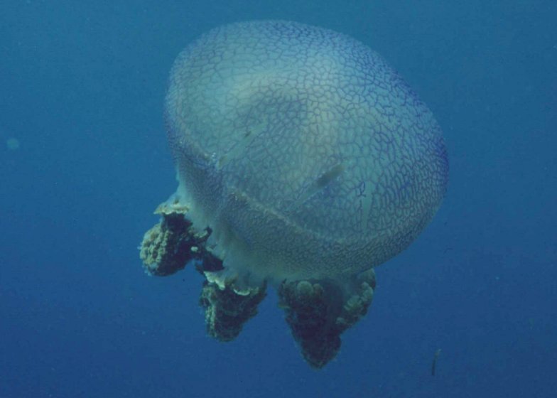 � Dr. Werner Steinert