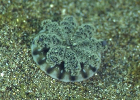 � Dr. Werner Steinert