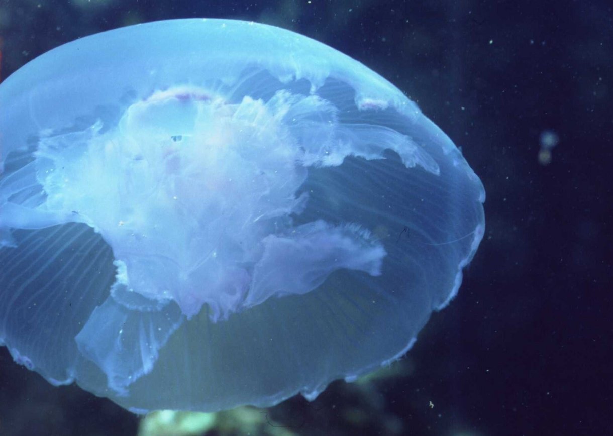 � Dr. Werner Steinert