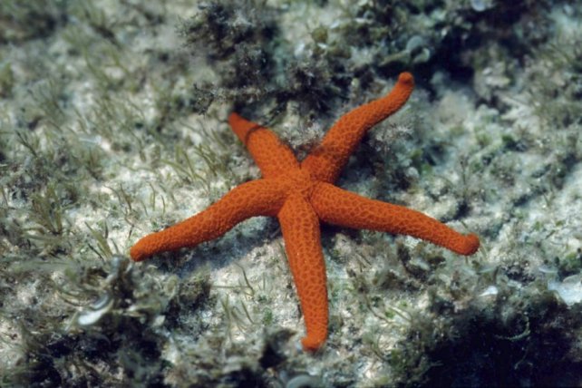 � Dr. Werner Steinert